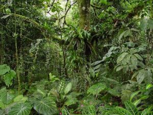 Peru selva