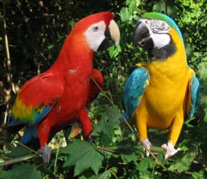 parrots