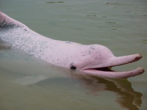 pink-dolphin-amazon-river