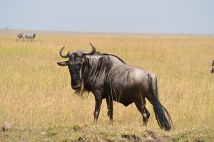 wildebeest-322089_640